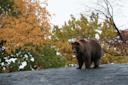 Brown bear standing at a rock at the Bronx Zoo