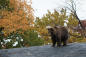 julie-larsen-maher_1524_grizzly-and-brown-bear-in-fall_bz_11-07-13_hr_3429f078-b9ab-4570-a9ddf6ecde443f66_71d8da39-a31c-4cc3-9bbaf74300e519b6
