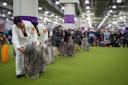 The-Westminster-Kennel-Club-Dog-Show-Manhattan-NYC-Courtesy-6.jpg