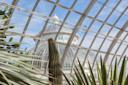Cactus at the New York Botanical Garden