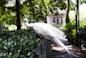 Bird at Cathedral of Cathedral Church of St.John the Divine in Manhattan