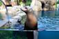 sea lions at the Central Park Zoo