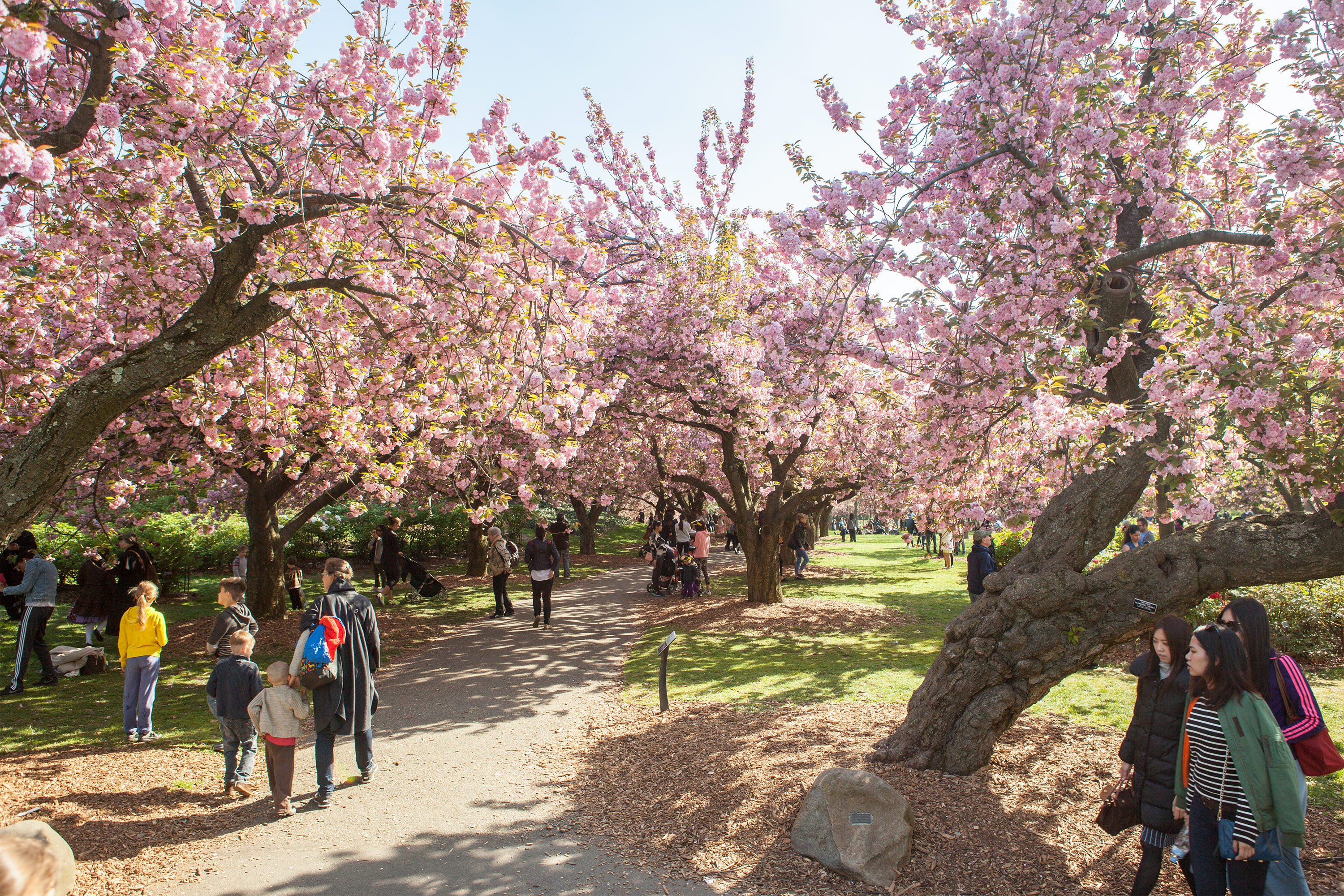 Hanami: Cherry Blossom Viewing | NYC Tourism