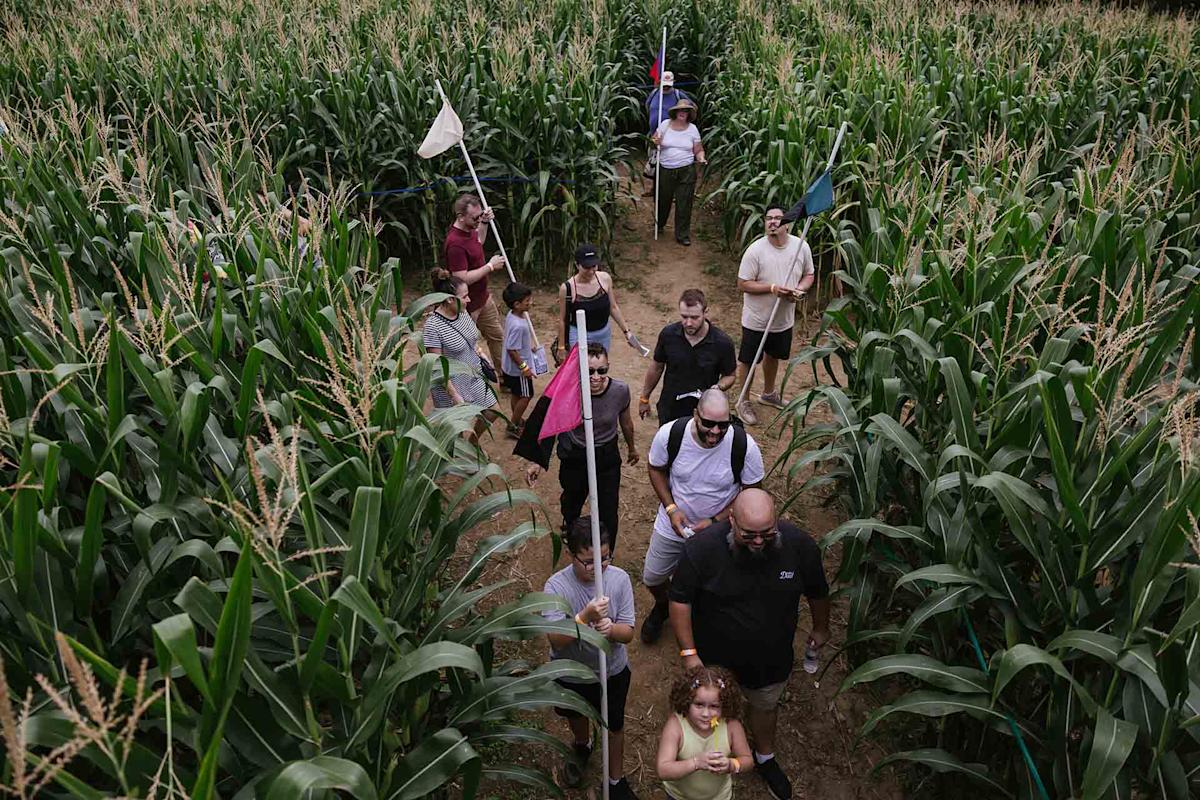 A group of people, some holding colored flags, walk through tall corn stalks in a corn maze on a cloudy day.
