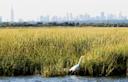 Jamaica Bay Wildlife Refuge, marsh