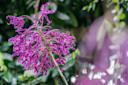 Orchid-Show-New-York-Botanical-Garden-NYC-Photo-Courtesy-New-York-Botanical-Garden.jpg
