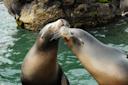 california sea lions kissing at Prospect Park Zoo