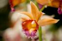 Close-up of a vibrant orchid with orange petals, a yellow and red center, and a hint of purple on the lip, set against a softly blurred background of similar flowers.