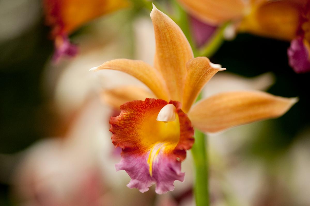 Close-up of a vibrant orchid with orange petals, a yellow and red center, and a hint of purple on the lip, set against a softly blurred background of similar flowers.