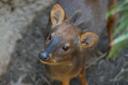 southern pudu at Queens Zoo