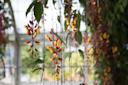 Orchids at the New York Botanical Garden