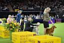 The-Westminster-Kennel-Club-Dog-Show-Manhattan-NYC-Courtesy-2.jpg