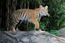 Tiger standing on a rock at the Bronx Zoo