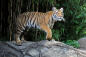 Tiger standing on a rock at the Bronx Zoo
