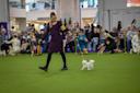 The-Westminster-Kennel-Club-Dog-Show-Manhattan-NYC-Courtesy-5.jpg