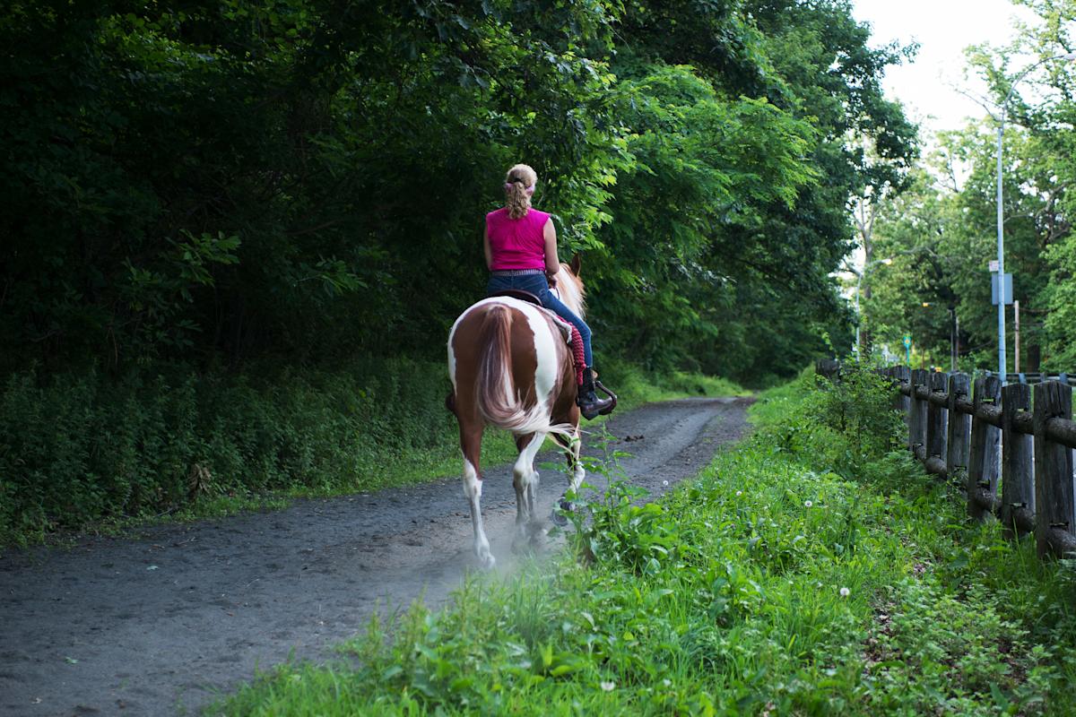 Bronx Equestrian Center, Horse, Bronx, NYC