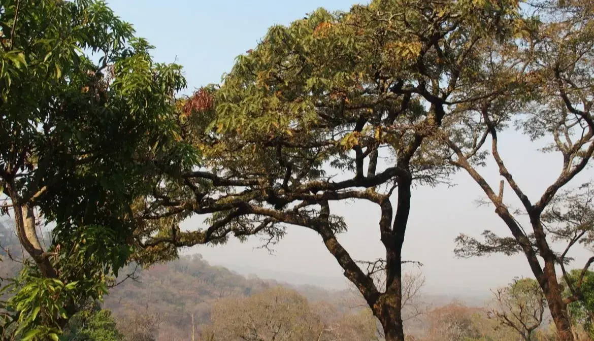 Adult Brachystegia tree in the Miombo