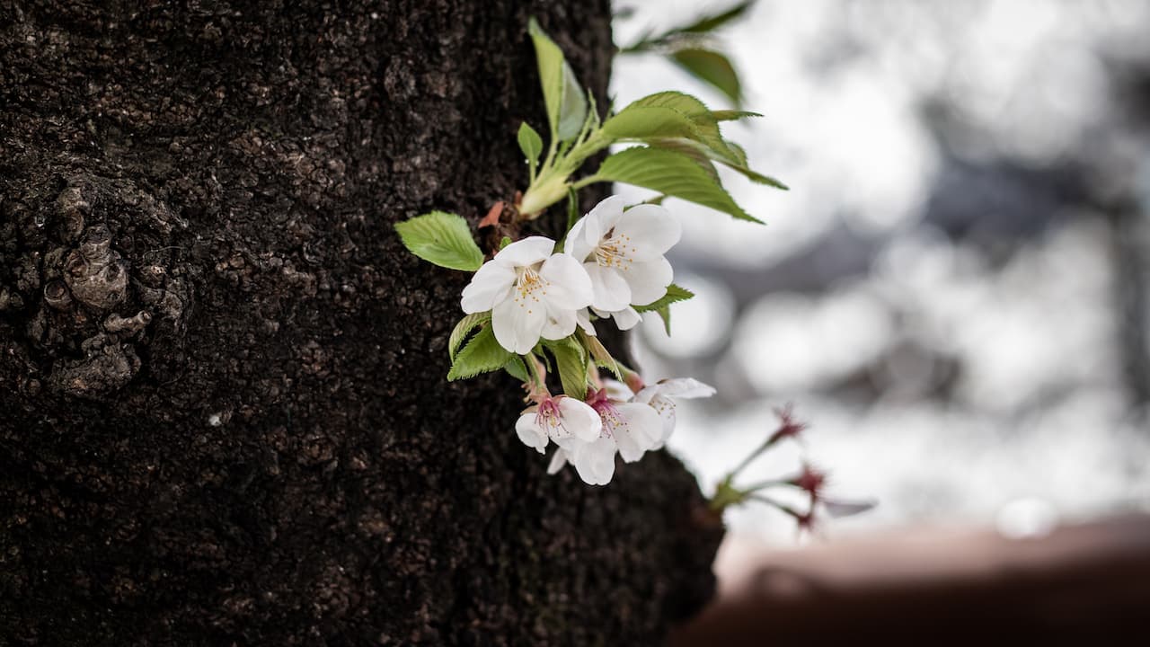 sakura-5
