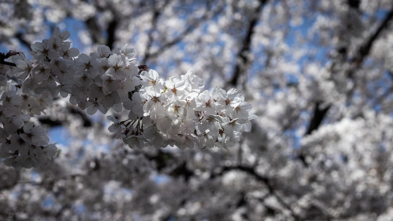 sakura-3
