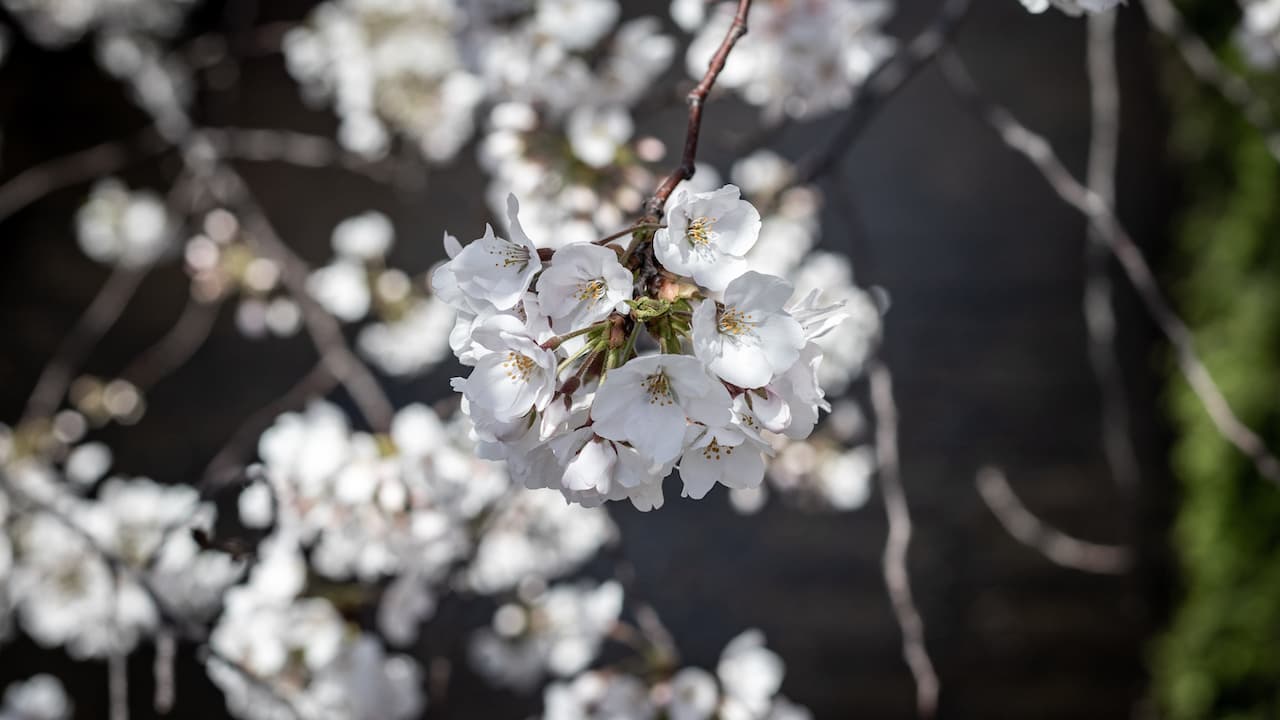 sakura-6