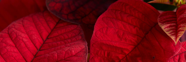 close up of poinsettia