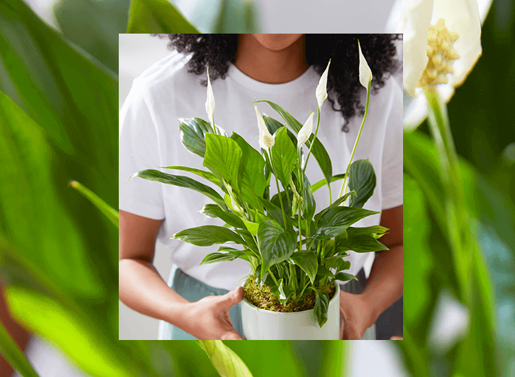 brazilian pothos Pothos Brazil  Gypsy Yoga Mama