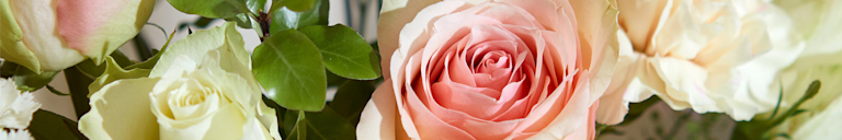 A close-up of blush-pink and creamy white roses