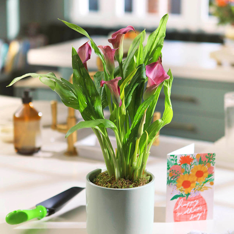 The Calla Lily