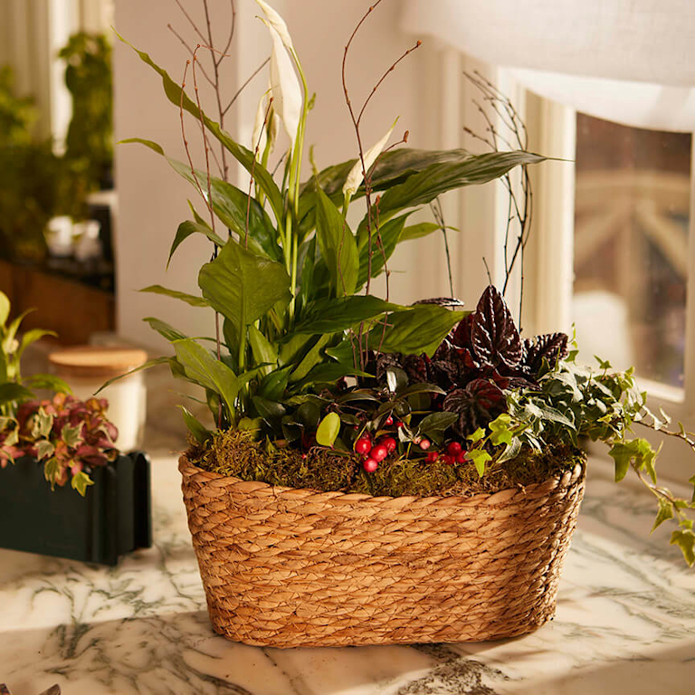 A wicker basket packed with berries, dark red peperomia, and a peace lily.