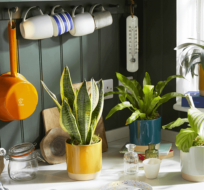 zimmerpflanzen dünger kaufen TerraDomi Blumendünger 1 Liter Flüssigdünger Konzentrat – TerraDomi  Onlineshop main image 0