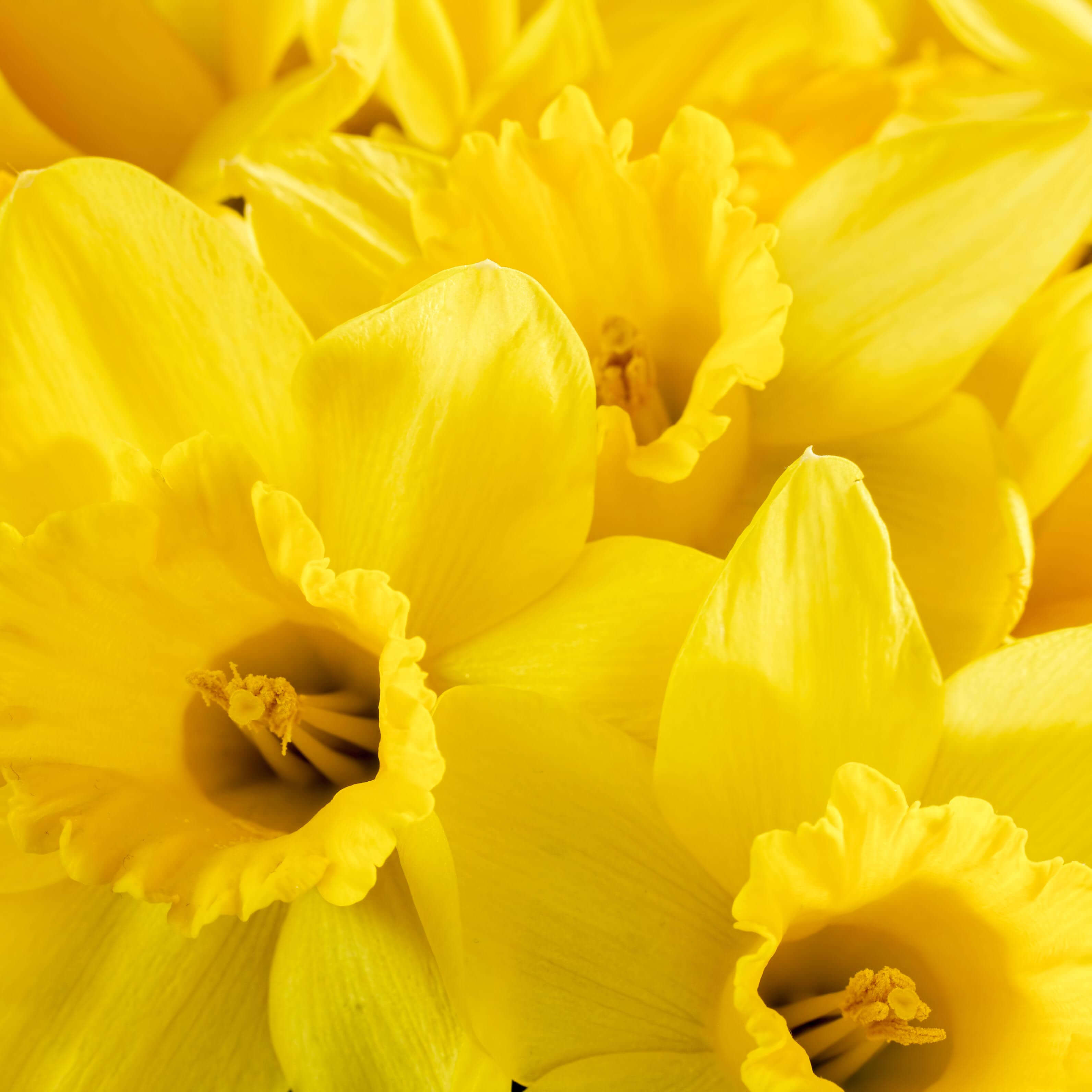 Daffodils Flower Meaning | Best Flower Site