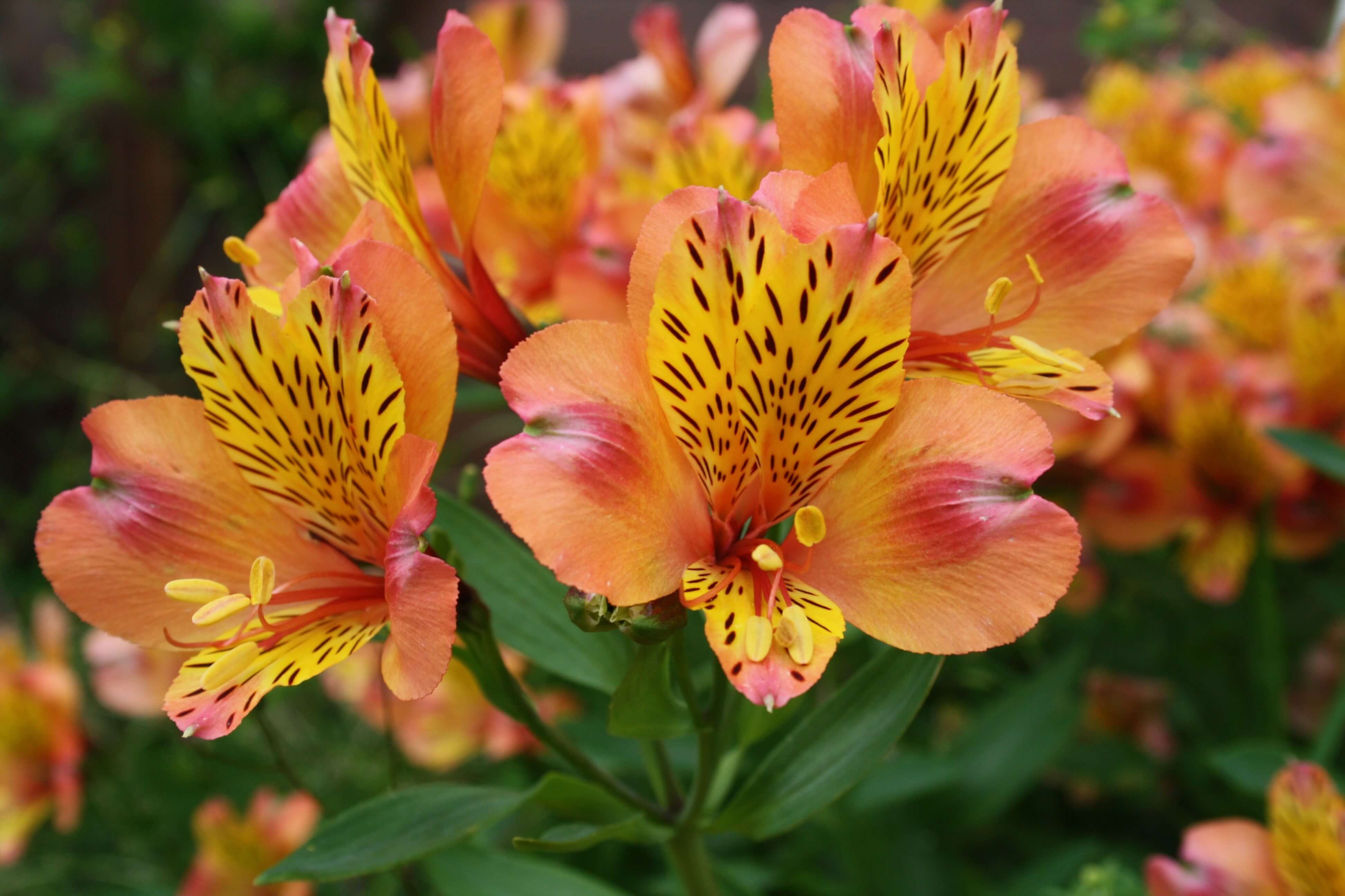 Are alstroemeria toxic cheap to dogs