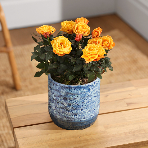 Ein blau strukturierter Keramikübertopf ist mit blühend schönen, gelben Mini-Rosen bepflanzt. Der Topf steht auf einem Holztisch vor einem hellen Teppich.