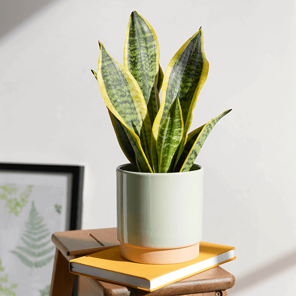 Desk plant on an office desk