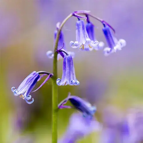 A close-up of a bluebell