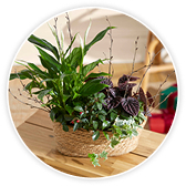 A woven basket planter filled with assorted green and dark purple houseplants, including trailing ivy and ferns, sitting on a wooden table.