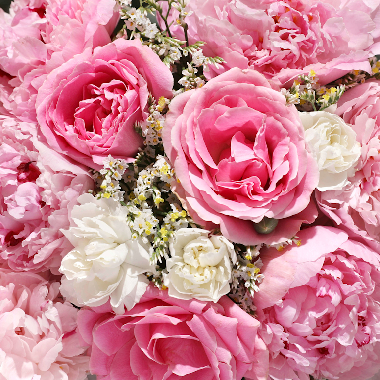 zoomed in image of pink and white roses