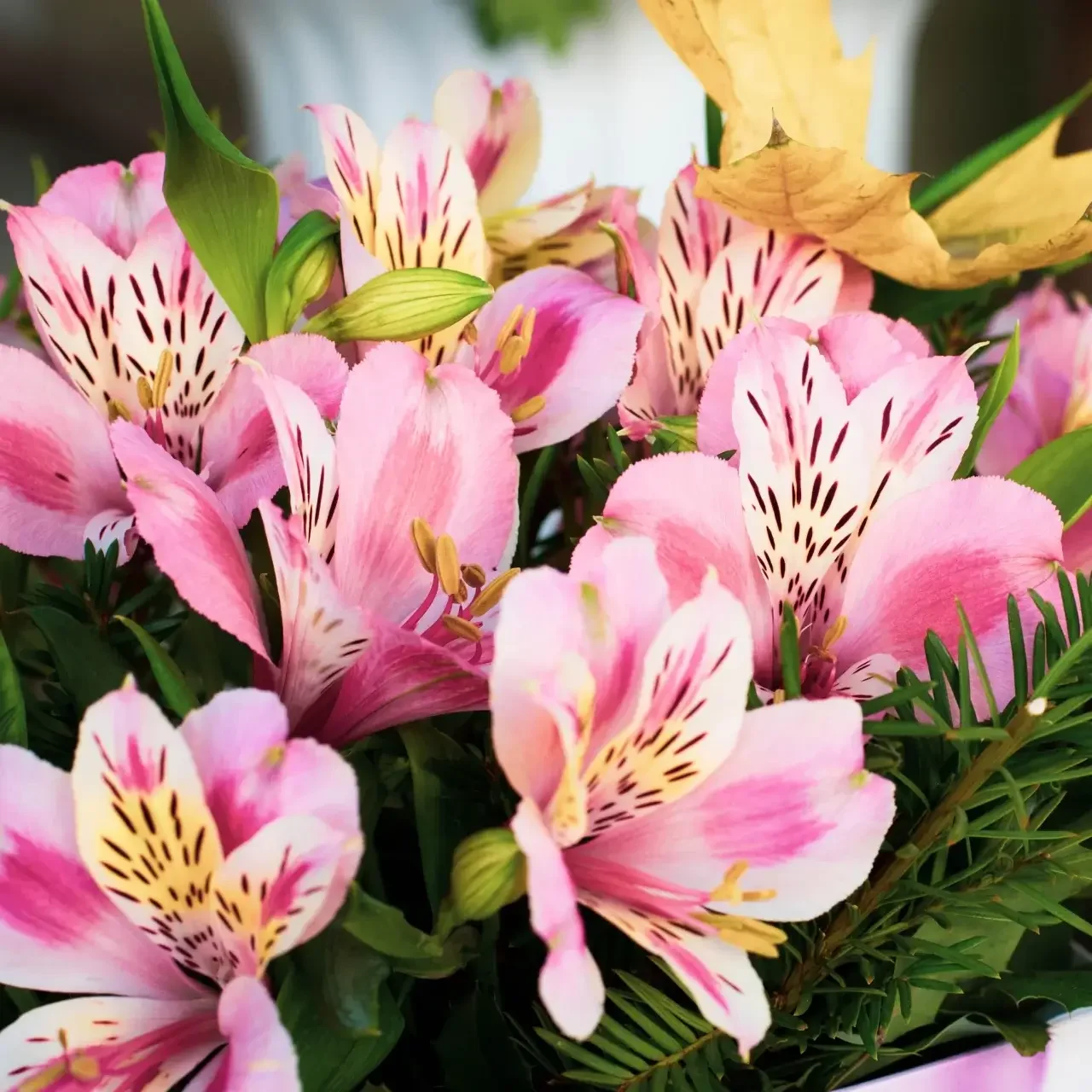 Alstroemeria Meaning Alstroemeria Flower Colour Meaning