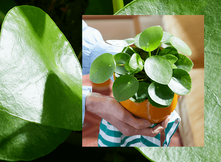 17+ Money Plant Leaves Drooping