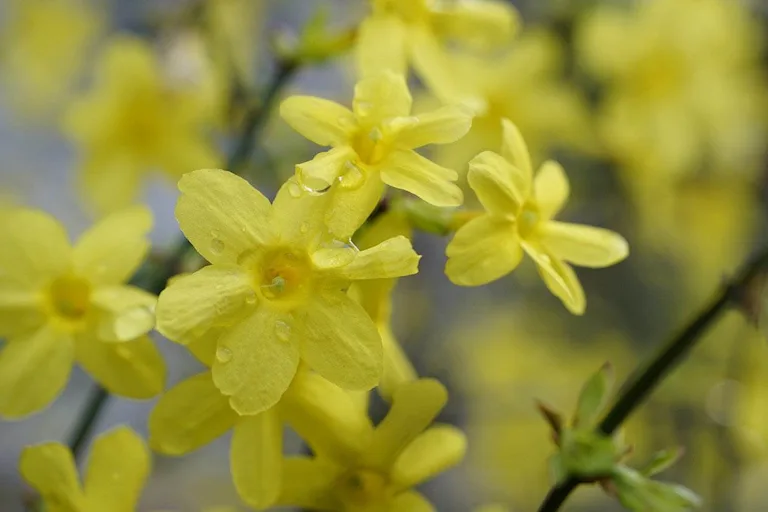 17 Best Winter Flowers | Bloom & Wild