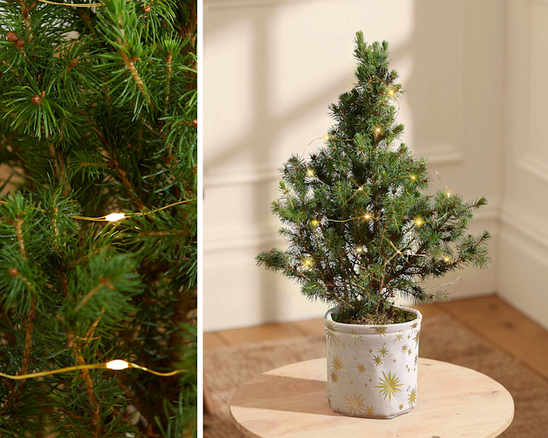 A collage of a mini Christmas tree, decorated with fairy lights. 