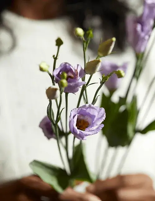 A close up of hands holding a few, lilac spray rose stems. 