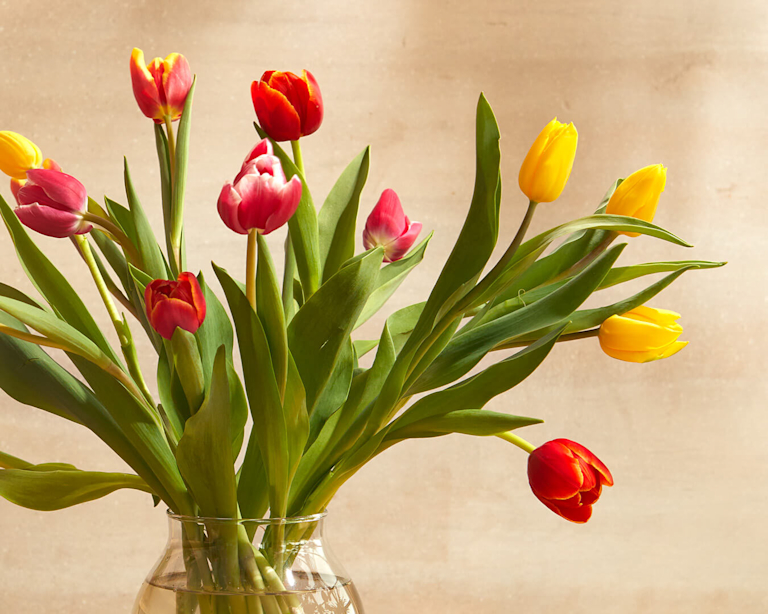A close up of multi-coloured tulips sitting in a glass vase. Some stand tall while others bend slightly into interesting shapes.