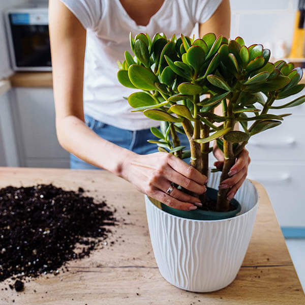 When and How to Repot Indoor Plants Guide Bloom Wild