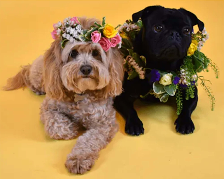 Zwei Fellnasen mit Blumenaccessoires