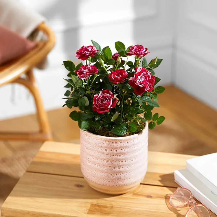 Care Roses