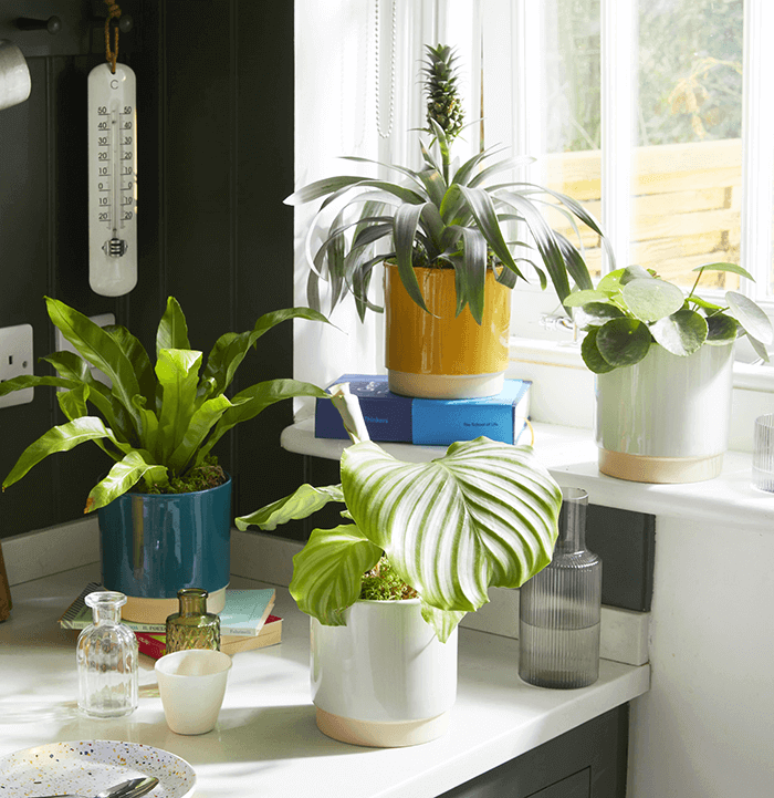 Troubleshooting: overwatered vs underwatered and rescue steps