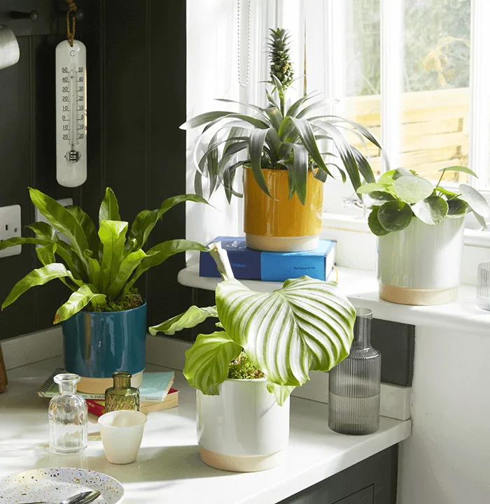 Troubleshooting: overwatered vs underwatered and rescue steps