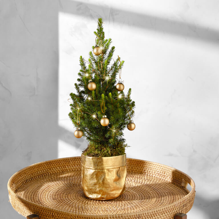 Ein Mini-Weihnachtsbaum mit goldenen Kugeln und Lichterkette in einem Pflanztopf mit goldenem Stoffüberzug.