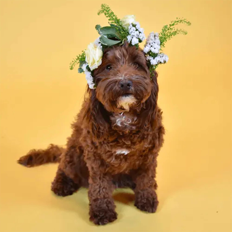 Ein brauner Hund mit lockigem Fell und Blumenkranz auf dem Kopf